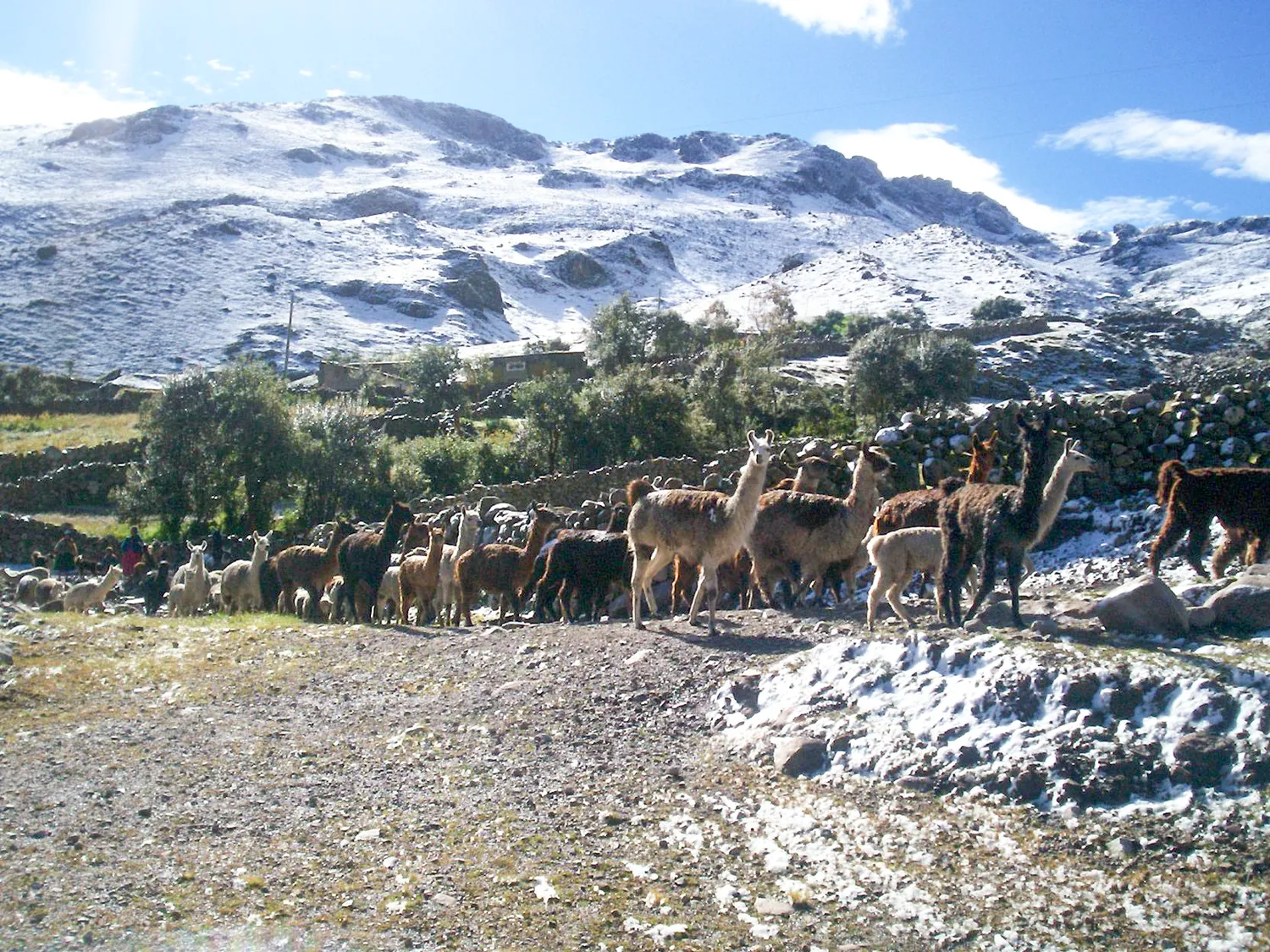 Kaluyo-Charazani_ (17)