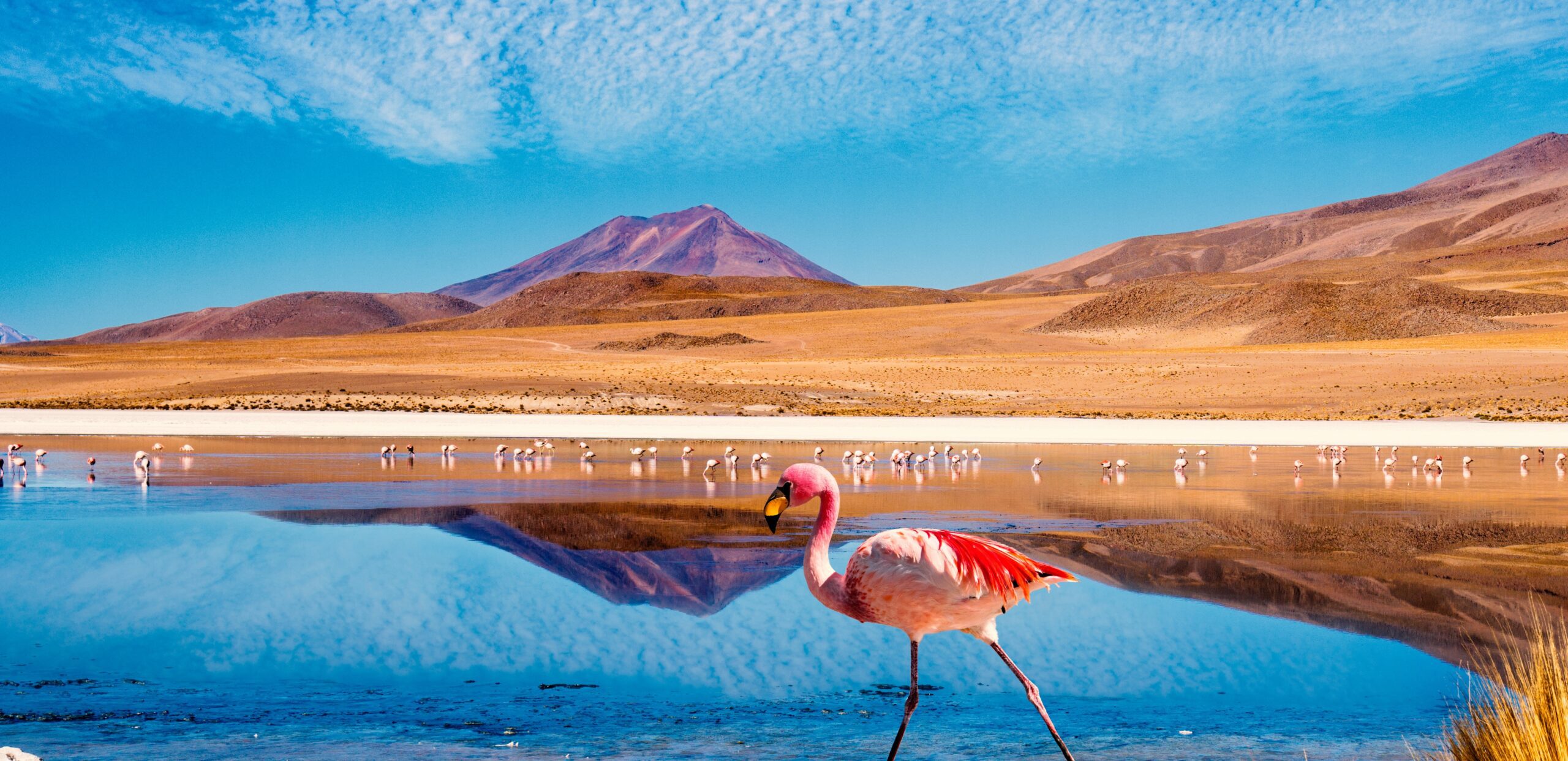 Laguna at the "Ruta de las Joyas altoandinas" in Bolivia with pink flamingo walking through the scene