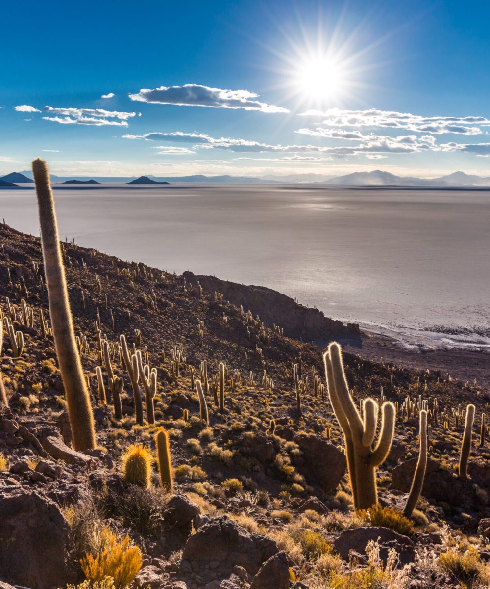 Huge sized cactus plants Salar De Uyuni island mountains scenic landscape beautiful view, traveling destination Bolivia tourism South America.